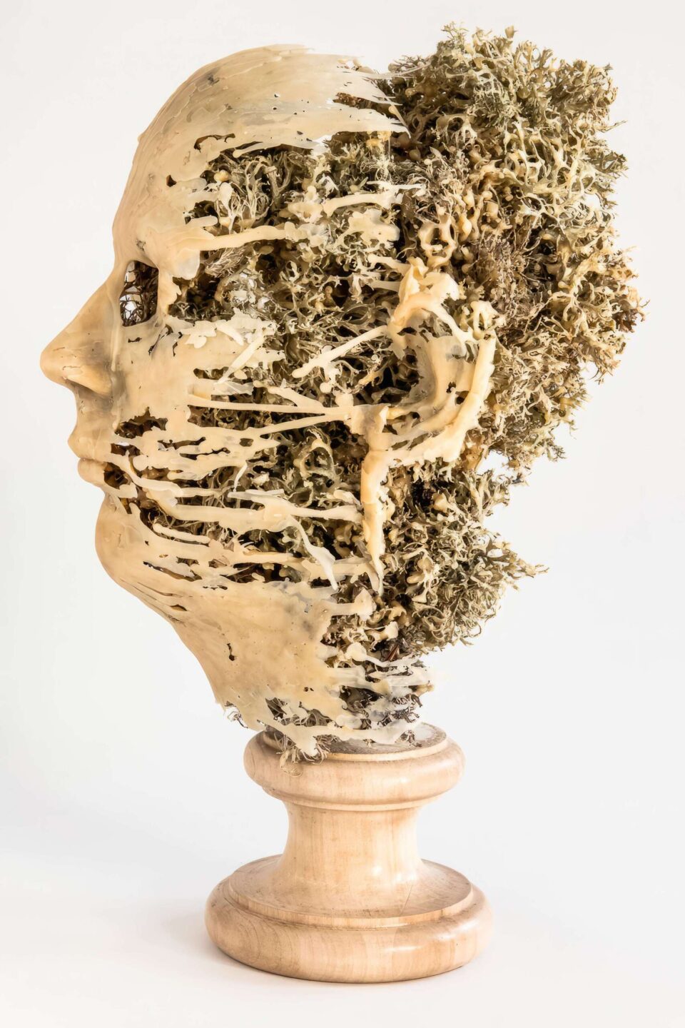 Usnea Fastigiata 1, 2015, cire, bois, lichens, 40x32x22 cm dos © Antoine Duhamel, Photographie 2