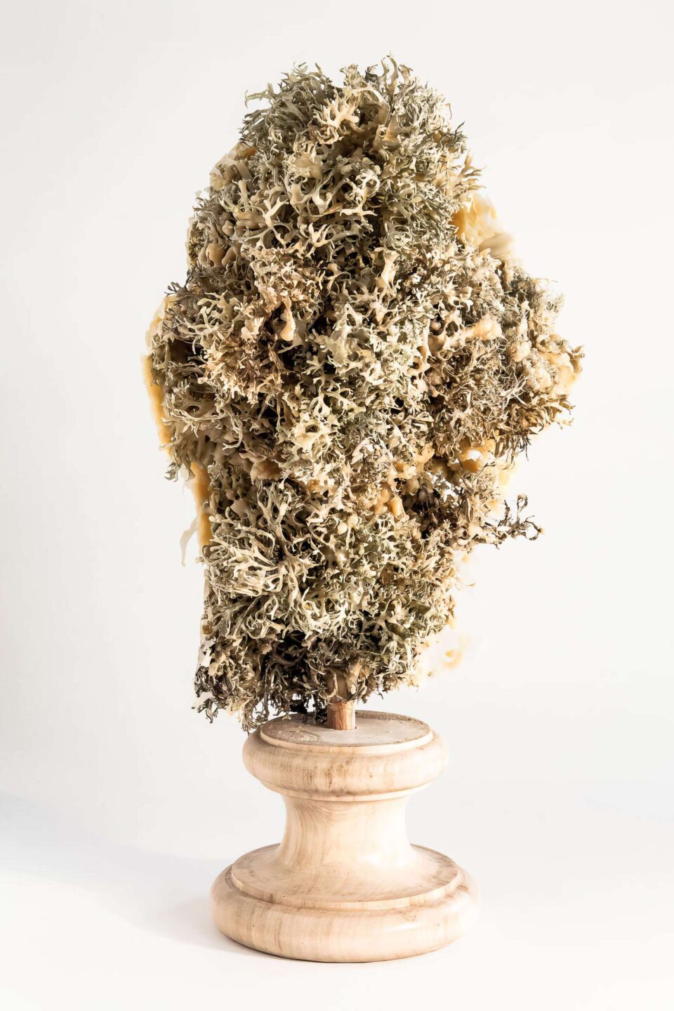 Usnea Fastigiata 1, 2015, cire, bois, lichens, 40x32x22 cm dos © Antoine Duhamel, Photographie