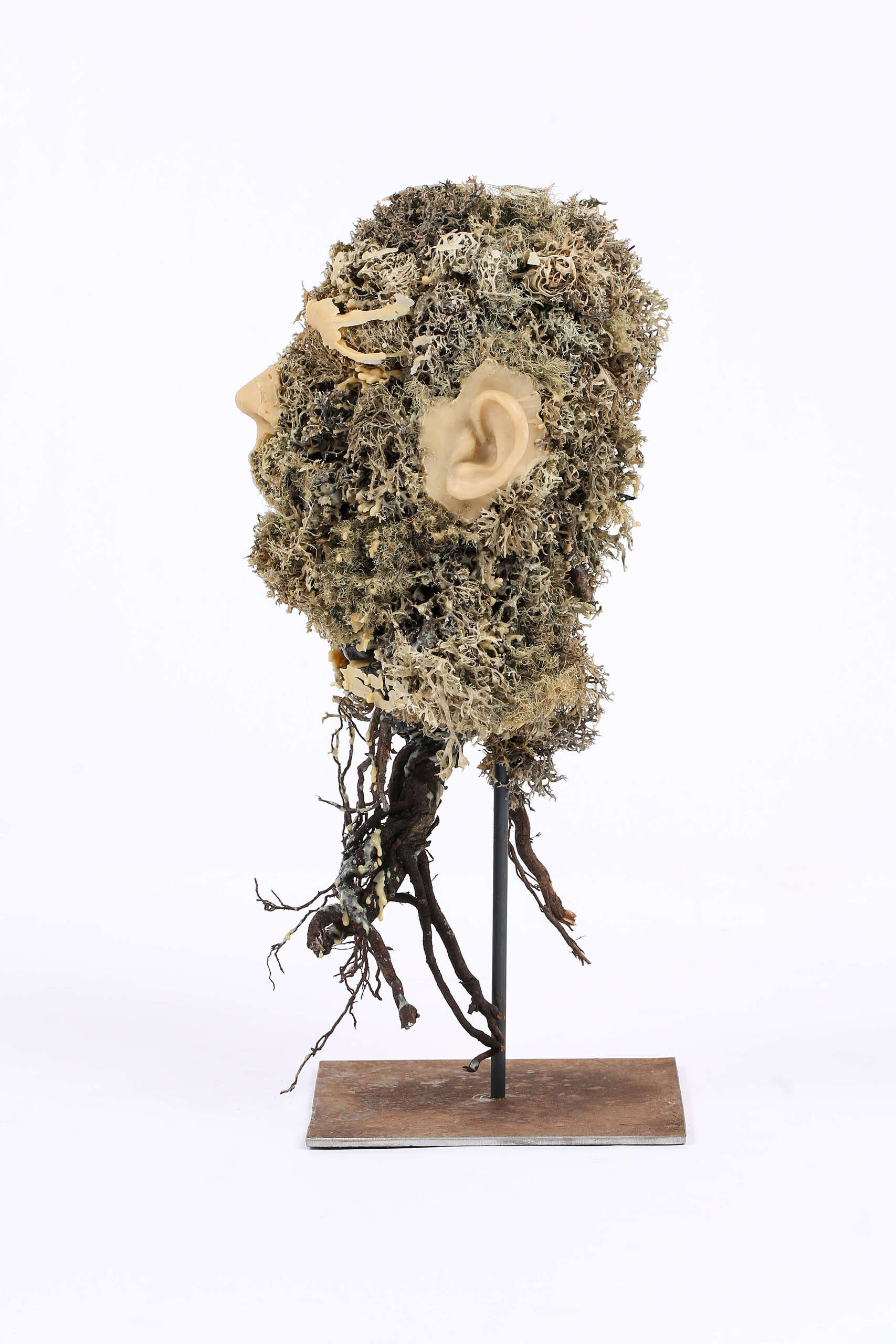 Usnea Fastigiata 11, 2021 François Chaillou Sculpture © Photographe Benjamin Dubuis