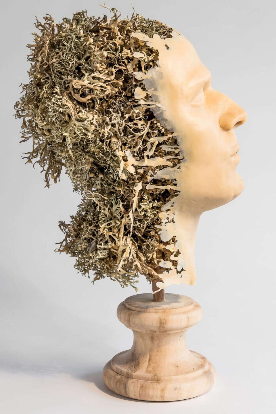 Usnea Fastigiata 2, 2015, cire, bois, lichens, 40x32x22 cm dos © Antoine Duhamel, Photographie