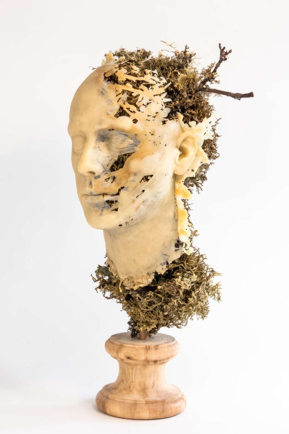 Usnea Fastigiata 6, 2015, cire, bois, lichens 52x27x28 cm © Antoine Duhamel, Photographie